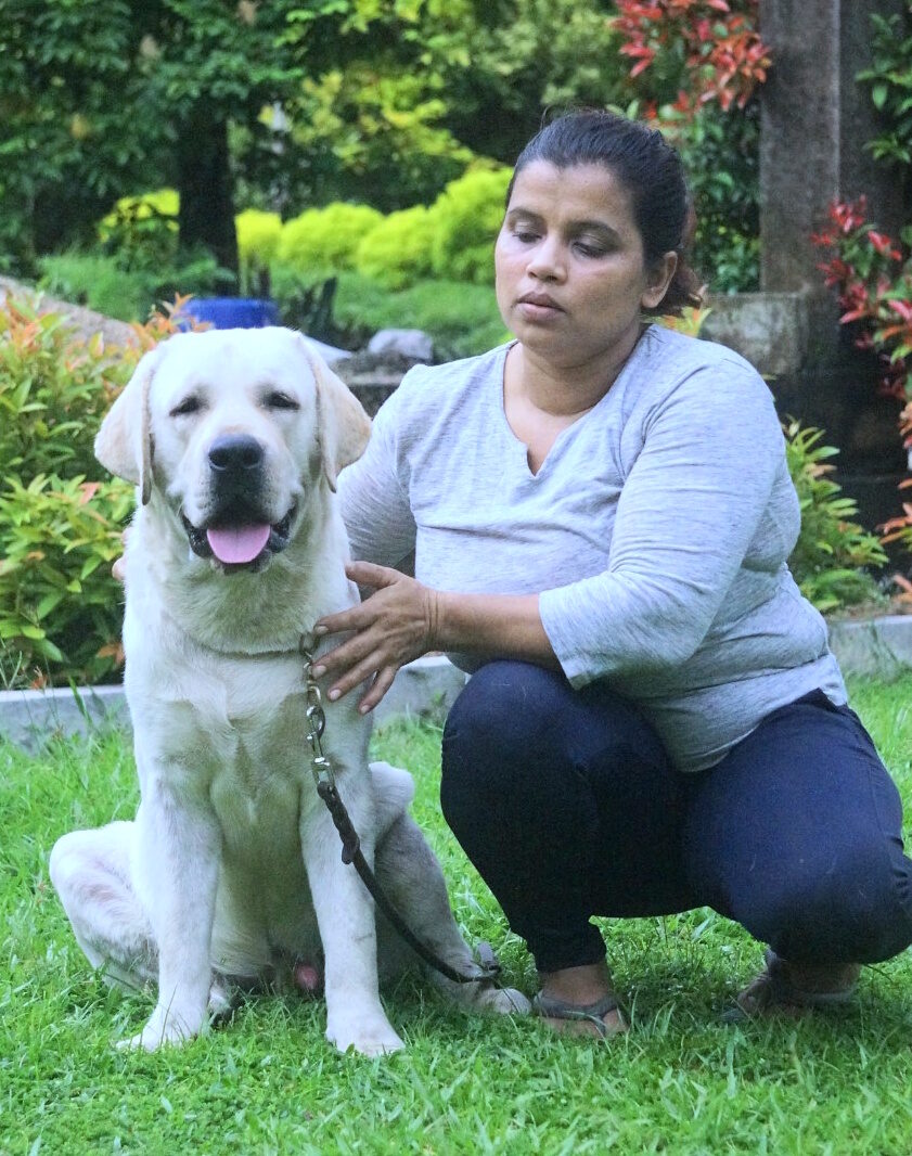 Labrador Stud Dog- Panadura
